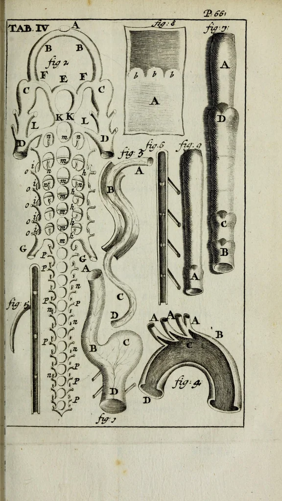 An illustration from De nieuw hervormde anatomie, ofte, Ontleding des menschen lichaams : gebouwd op de waaragtigste en naaukeurigste ondervindingen deser eeuw : zijnde met een groot getal kunstige platen vercʹiert : als ook een verhandelinge van het balsemen der lichamen : noit voor desen dusdanig bekent gemaakt, 1686, leaf 95