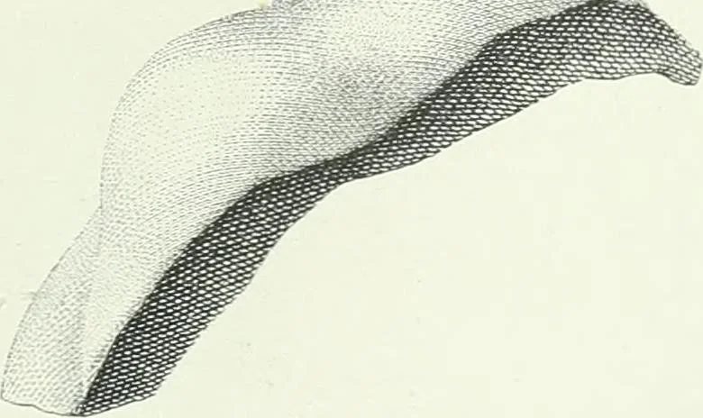 An illustration from Denkmäler des klassischen Altertums, zur Erläuterung des Lebens der Griechen und Römer in Religion, Kunst und Sitte, 1887, leaf 526
