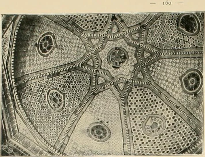 An illustration from Denkmäler persischer Baukunst : geschichtliche Untersuchung und Aufnahme muhammedanischer Backsteinbauten in Vorderasien und Persien, 1901, leaf 173