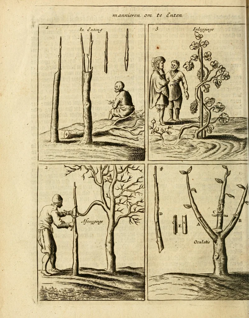 An illustration from Den nederlandtsen hovenier : zijnde het I. deel van het Vermakelijck land-leven, beschrijbende alderhande princelijke en heerlijcke lusthoven en hofsteden; en hoeman de selve, met veelderley uytnemende boomen, bloemen en kruyden, kan beplanted, bezaeyen, en vercieren ..., 1699, leaf 148