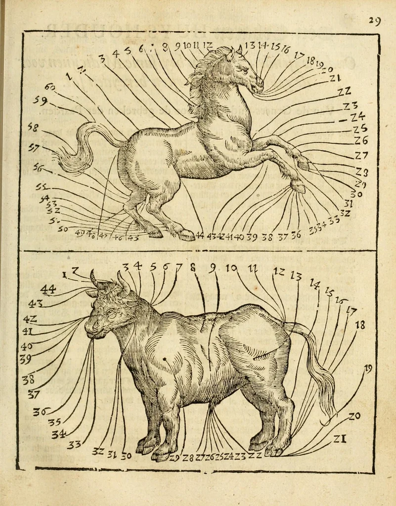 An illustration from Den nederlandtsen hovenier : zijnde het I. deel van het Vermakelijck land-leven, beschrijbende alderhande princelijke en heerlijcke lusthoven en hofsteden; en hoeman de selve, met veelderley uytnemende boomen, bloemen en kruyden, kan beplanted, bezaeyen, en vercieren ..., 1699, leaf 265