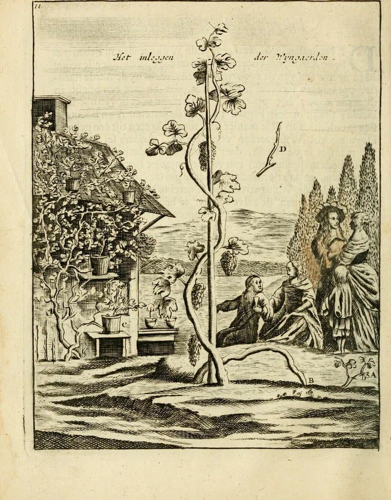 An illustration from Den nederlandtsen hovenier : zijnde het I. deel van het Vermakelijck land-leven, beschrijbende alderhande princelijke en heerlijcke lusthoven en hofsteden; en hoeman de selve, met veelderley uytnemende boomen, bloemen en kruyden, kan beplanted, bezaeyen, en vercieren ..., 1699, leaf 28