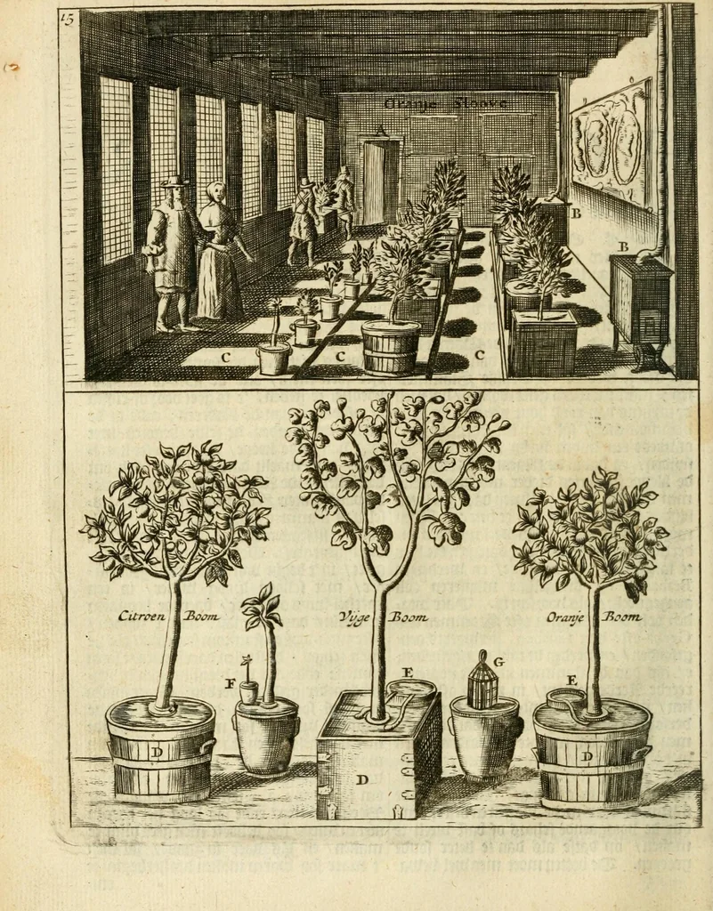 An illustration from Den nederlandtsen hovenier : zijnde het I. deel van het Vermakelijck land-leven, beschrijbende alderhande princelijke en heerlijcke lusthoven en hofsteden; en hoeman de selve, met veelderley uytnemende boomen, bloemen en kruyden, kan beplanted, bezaeyen, en vercieren ..., 1699, leaf 36
