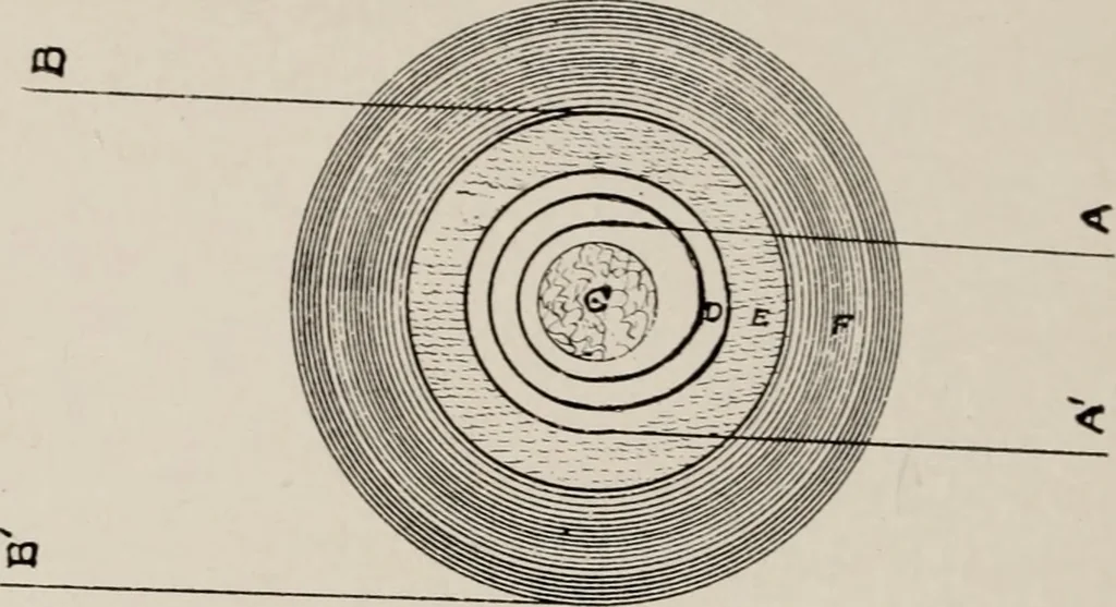An illustration from Dental and oral radiography : a text book for students and practitioners of dentistry, 1916, leaf 47