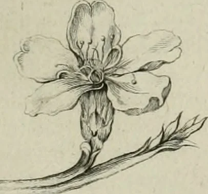 An illustration from De numis hebraeo-samaritanis, 1781, leaf 104