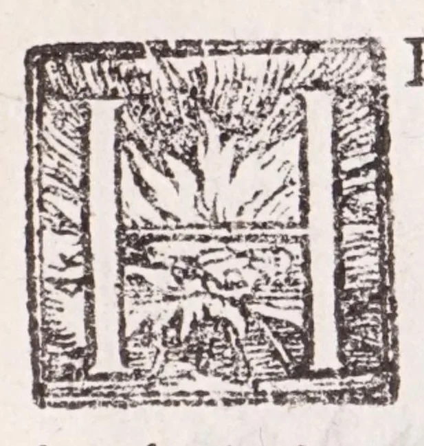 An illustration from De plantis exoticis libri duo Prosperi Alpini, philosophi medici, in gymnasium Patauino medicamentorum simplicium professoris ordinarij, & horti medici praefecti : opus completum, editum studio, ac opera Alpini Alpini, phylosophi & medici auctoris filij, 1627, leaf 141