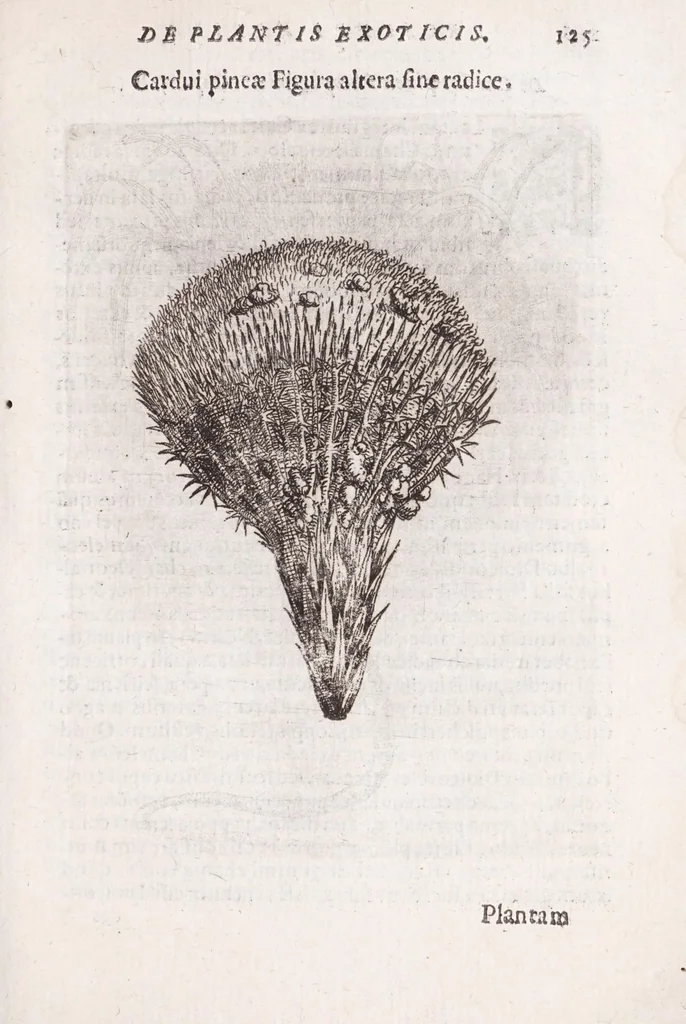 An illustration from De plantis exoticis libri duo Prosperi Alpini, philosophi medici, in gymnasium Patauino medicamentorum simplicium professoris ordinarij, & horti medici praefecti : opus completum, editum studio, ac opera Alpini Alpini, phylosophi & medici auctoris filij, 1627, leaf 145