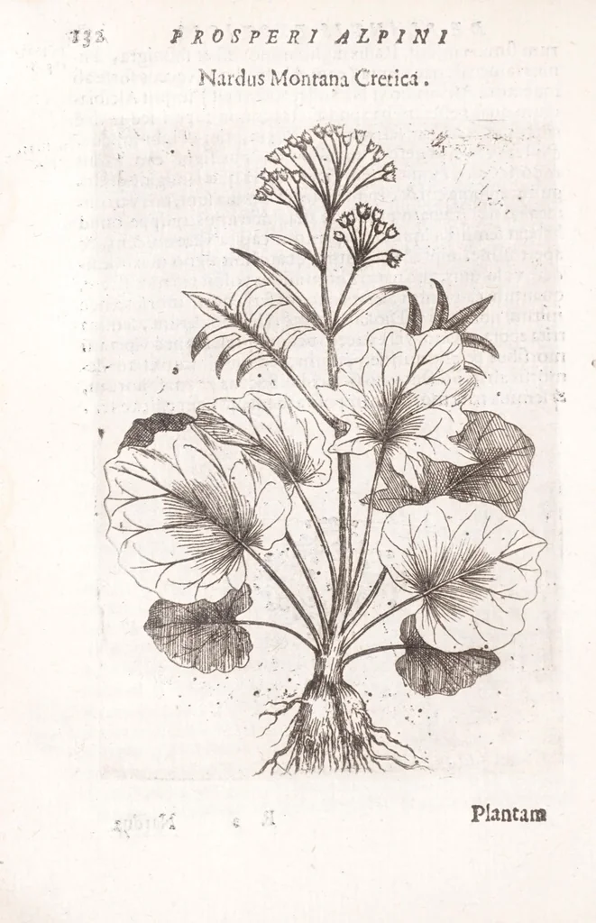 An illustration from De plantis exoticis libri duo Prosperi Alpini, philosophi medici, in gymnasium Patauino medicamentorum simplicium professoris ordinarij, & horti medici praefecti : opus completum, editum studio, ac opera Alpini Alpini, phylosophi & medici auctoris filij, 1627, leaf 152