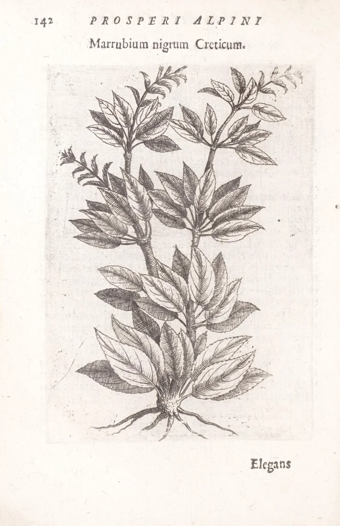 An illustration from De plantis exoticis libri duo Prosperi Alpini, philosophi medici, in gymnasium Patauino medicamentorum simplicium professoris ordinarij, & horti medici praefecti : opus completum, editum studio, ac opera Alpini Alpini, phylosophi & medici auctoris filij, 1627, leaf 162