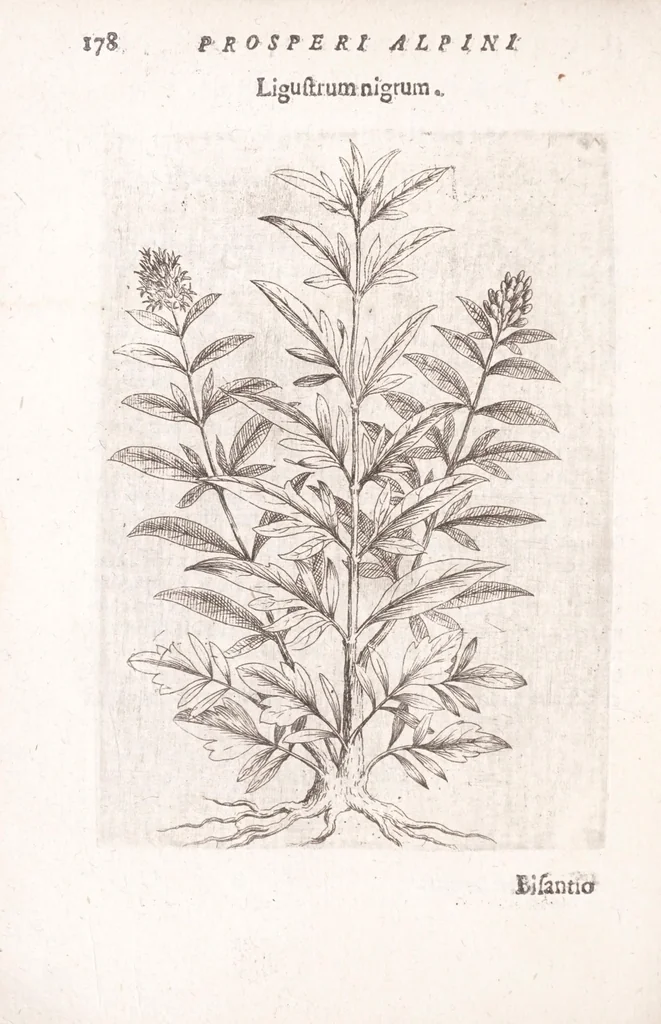 An illustration from De plantis exoticis libri duo Prosperi Alpini, philosophi medici, in gymnasium Patauino medicamentorum simplicium professoris ordinarij, & horti medici praefecti : opus completum, editum studio, ac opera Alpini Alpini, phylosophi & medici auctoris filij, 1627, leaf 198