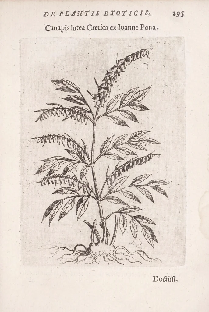 An illustration from De plantis exoticis libri duo Prosperi Alpini, philosophi medici, in gymnasium Patauino medicamentorum simplicium professoris ordinarij, & horti medici praefecti : opus completum, editum studio, ac opera Alpini Alpini, phylosophi & medici auctoris filij, 1627, leaf 315