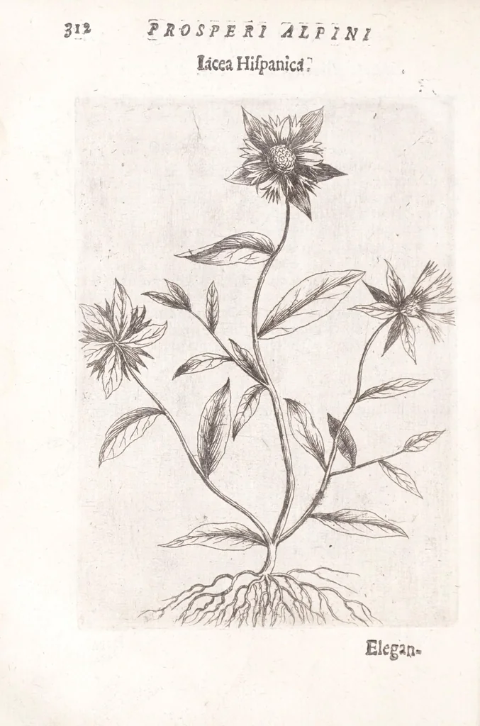 An illustration from De plantis exoticis libri duo Prosperi Alpini, philosophi medici, in gymnasium Patauino medicamentorum simplicium professoris ordinarij, & horti medici praefecti : opus completum, editum studio, ac opera Alpini Alpini, phylosophi & medici auctoris filij, 1627, leaf 332