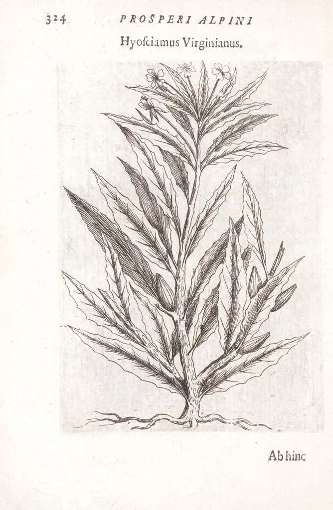An illustration from De plantis exoticis libri duo Prosperi Alpini, philosophi medici, in gymnasium Patauino medicamentorum simplicium professoris ordinarij, & horti medici praefecti : opus completum, editum studio, ac opera Alpini Alpini, phylosophi & medici auctoris filij, 1627, leaf 344