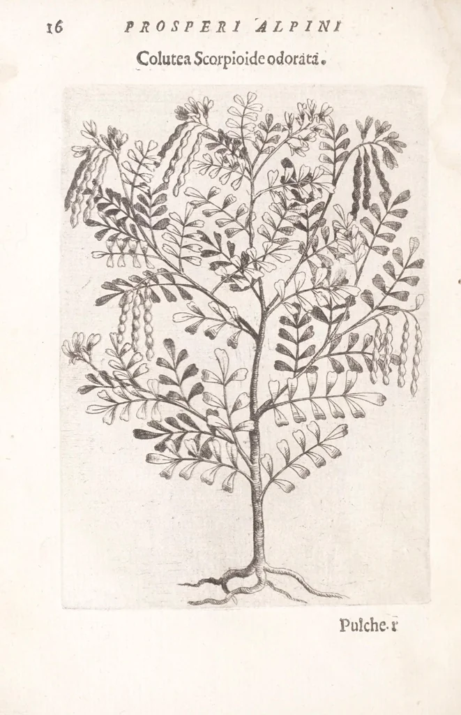 An illustration from De plantis exoticis libri duo Prosperi Alpini, philosophi medici, in gymnasium Patauino medicamentorum simplicium professoris ordinarij, & horti medici praefecti : opus completum, editum studio, ac opera Alpini Alpini, phylosophi & medici auctoris filij, 1627, leaf 36