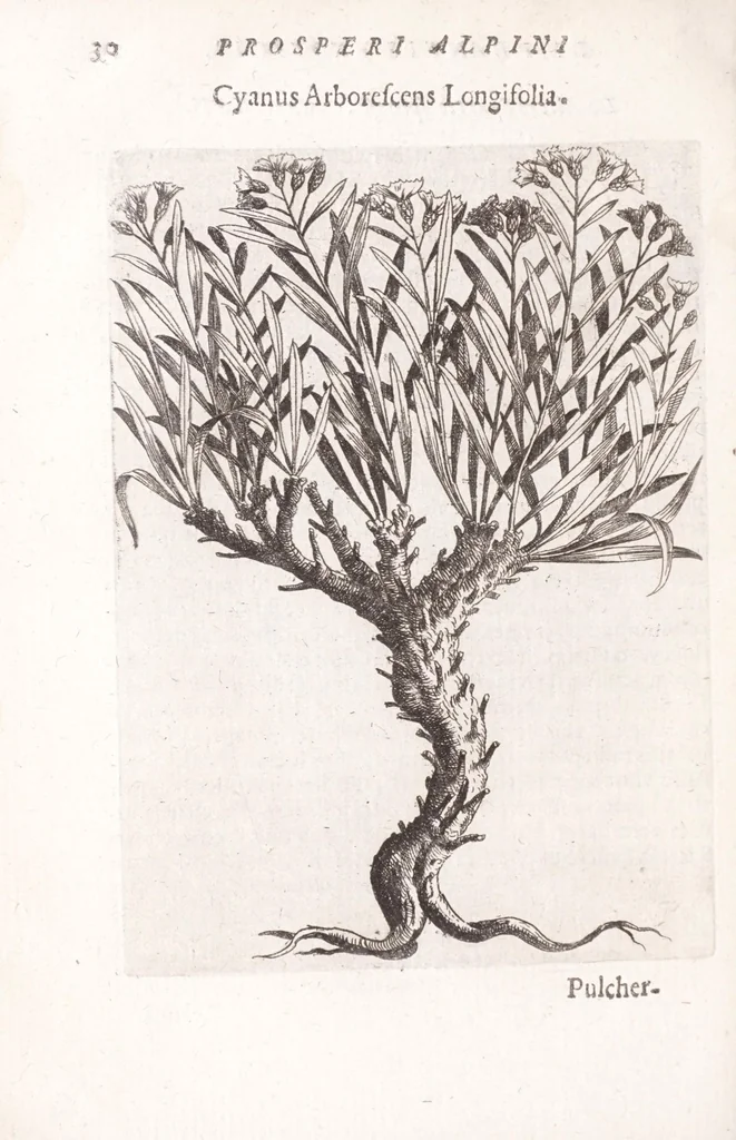 An illustration from De plantis exoticis libri duo Prosperi Alpini, philosophi medici, in gymnasium Patauino medicamentorum simplicium professoris ordinarij, & horti medici praefecti : opus completum, editum studio, ac opera Alpini Alpini, phylosophi & medici auctoris filij, 1627, leaf 50