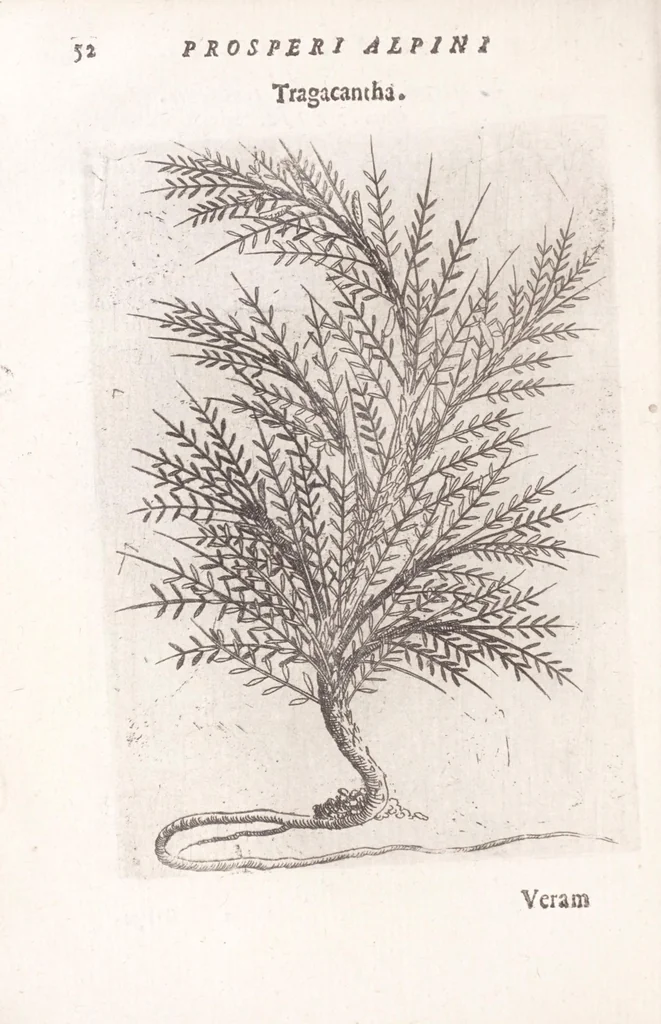 An illustration from De plantis exoticis libri duo Prosperi Alpini, philosophi medici, in gymnasium Patauino medicamentorum simplicium professoris ordinarij, & horti medici praefecti : opus completum, editum studio, ac opera Alpini Alpini, phylosophi & medici auctoris filij, 1627, leaf 72