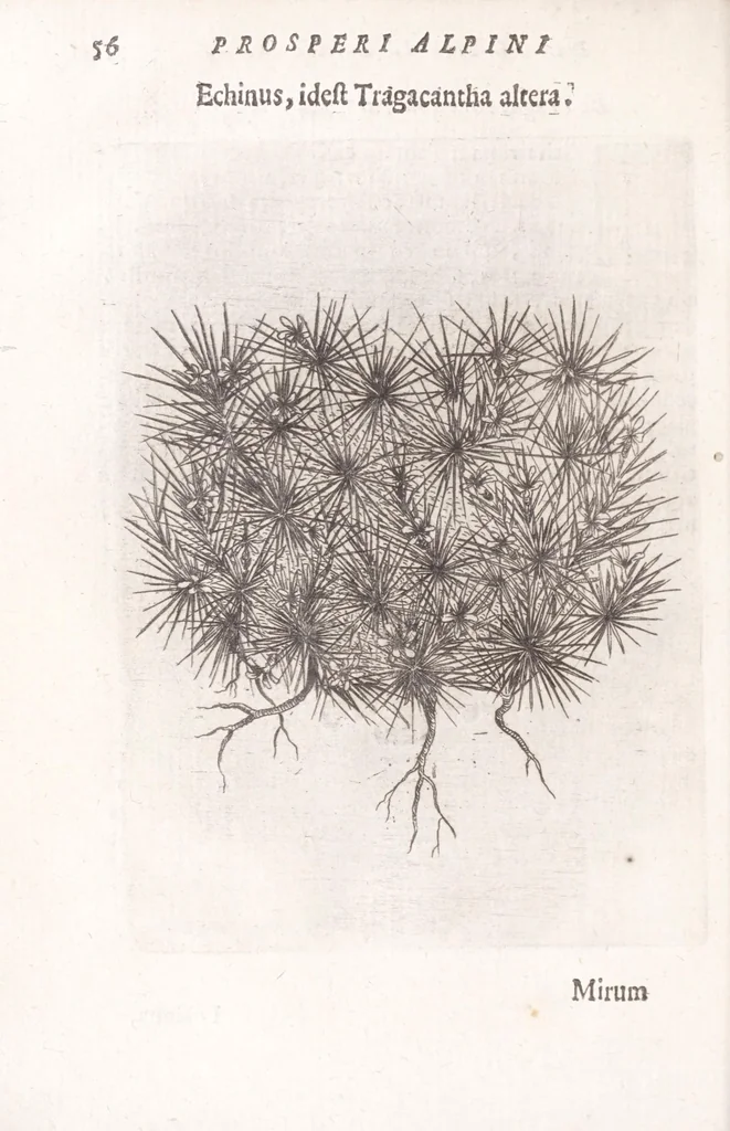 An illustration from De plantis exoticis libri duo Prosperi Alpini, philosophi medici, in gymnasium Patauino medicamentorum simplicium professoris ordinarij, & horti medici praefecti : opus completum, editum studio, ac opera Alpini Alpini, phylosophi & medici auctoris filij, 1627, leaf 76