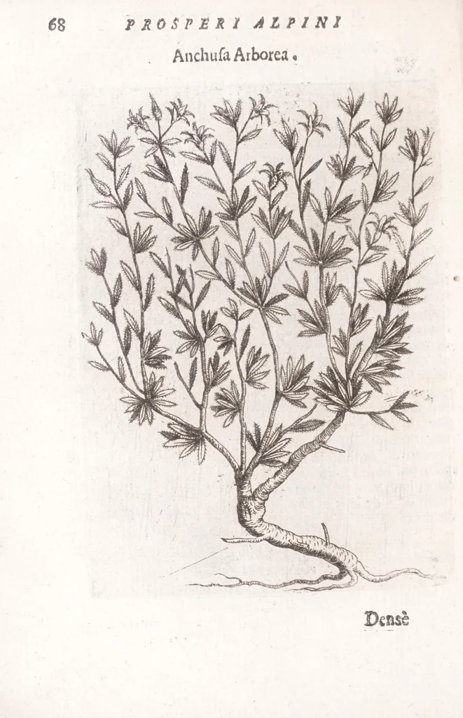 An illustration from De plantis exoticis libri duo Prosperi Alpini, philosophi medici, in gymnasium Patauino medicamentorum simplicium professoris ordinarij, & horti medici praefecti : opus completum, editum studio, ac opera Alpini Alpini, phylosophi & medici auctoris filij, 1627, leaf 88