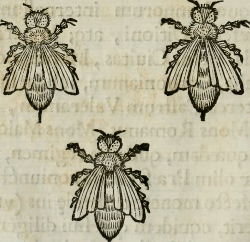 An illustration from De praefecto vrbis liber, 1631, leaf 35