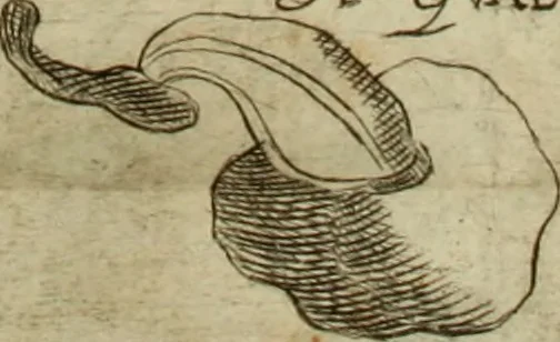 An illustration from De profanis, et sacris veteribvs ritibvs, 1665, leaf 244