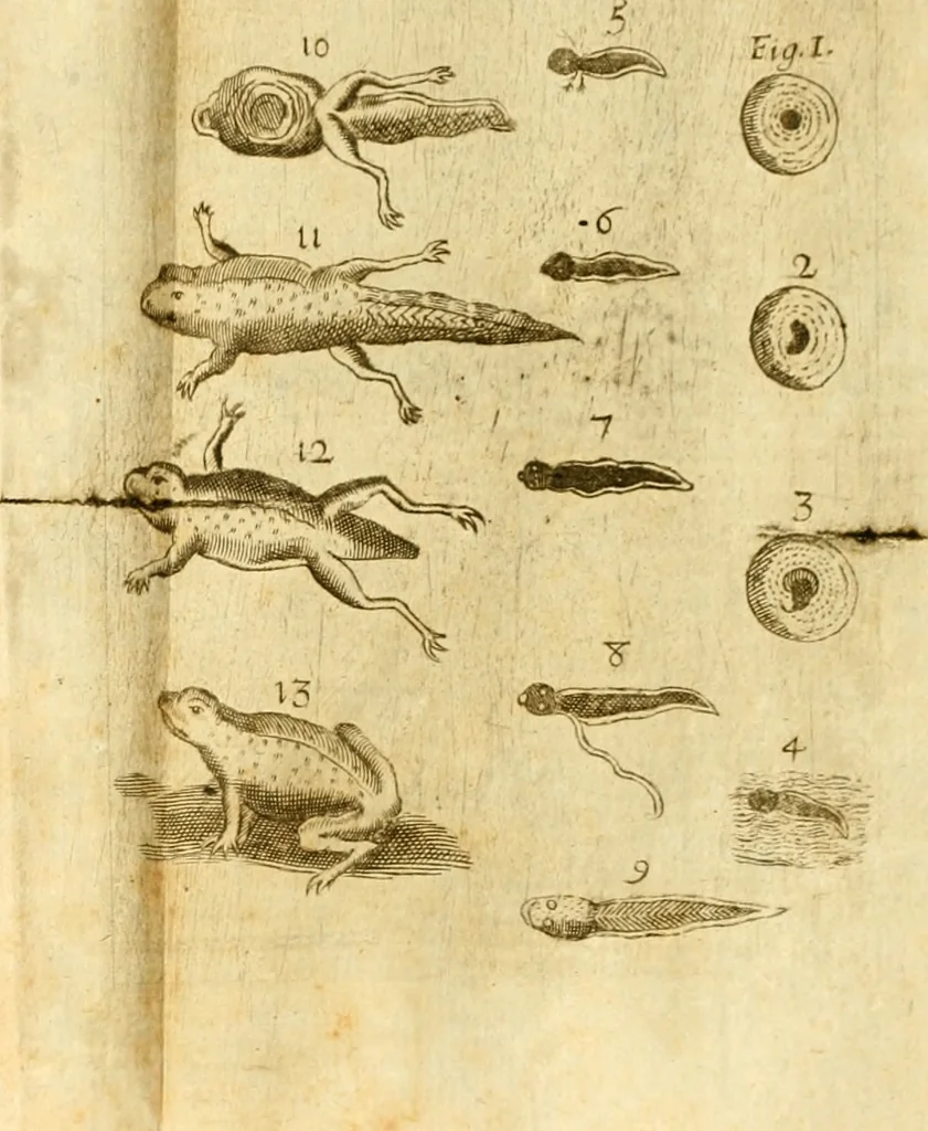 An illustration from De ranis et lacertis observationes, 1686, leaf 158