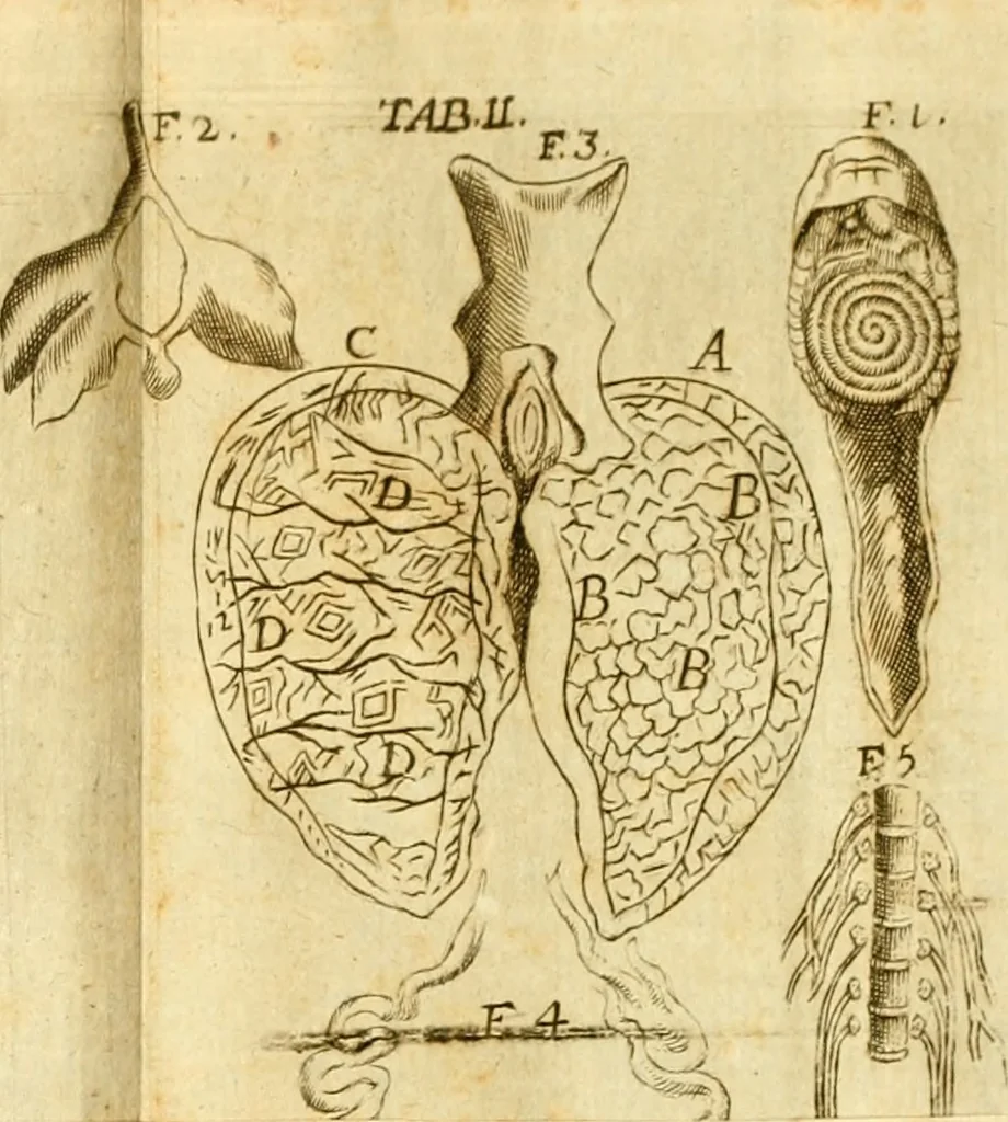 An illustration from De ranis et lacertis observationes, 1686, leaf 160