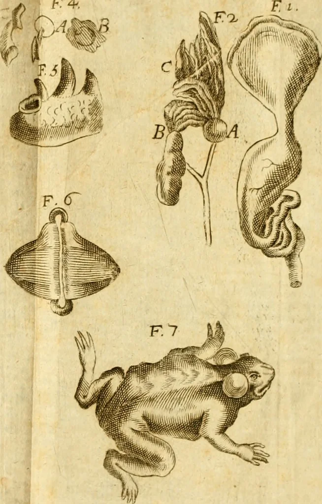 An illustration from De ranis et lacertis observationes, 1686, leaf 162