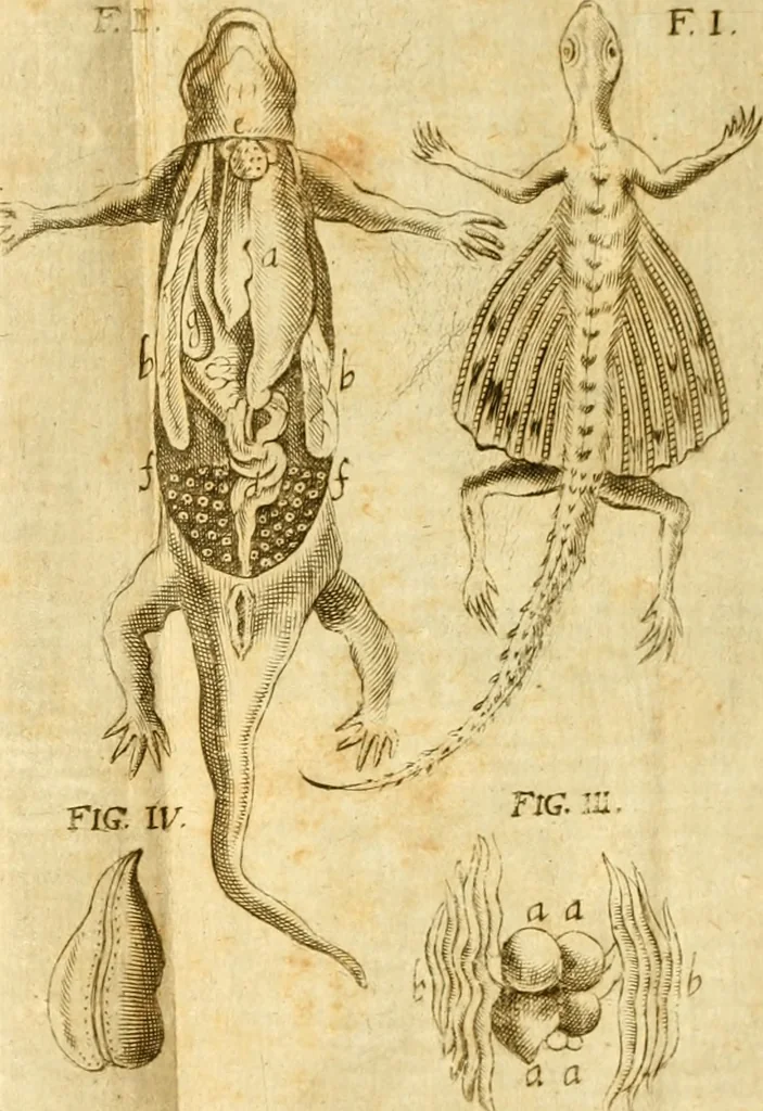 An illustration from De ranis et lacertis observationes, 1686, leaf 164