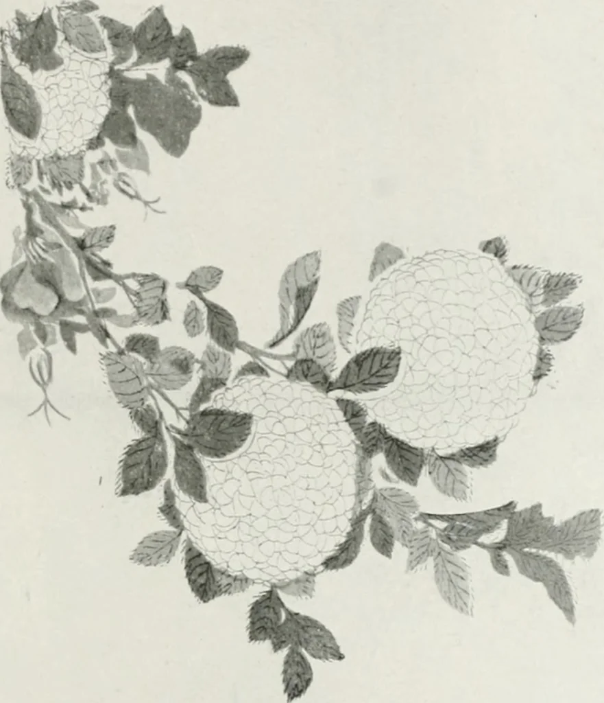 An illustration from Der chinesische farbendruck, 1922, leaf 102