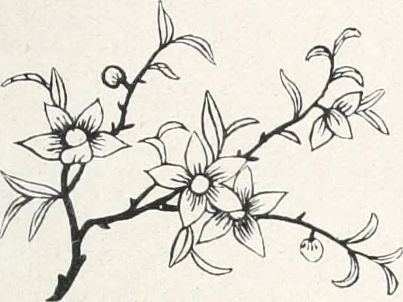 An illustration from Der chinesische Teppich, 1921, leaf 74