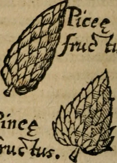 An illustration from De rerum varietate, libri XVII, 1558, leaf 173