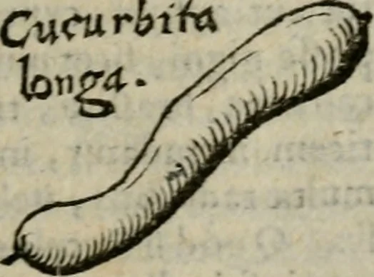 An illustration from De rerum varietate, libri XVII, 1558, leaf 188
