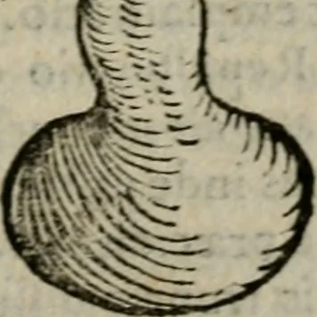 An illustration from De rerum varietate, libri XVII, 1558, leaf 188