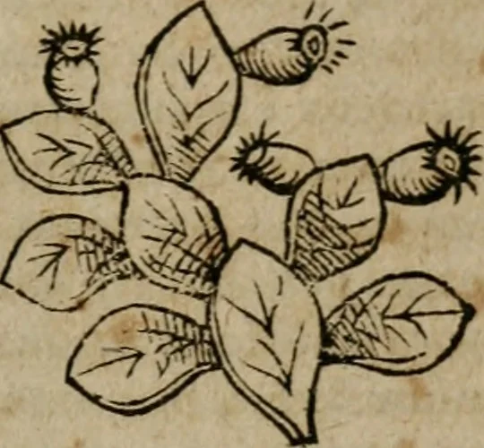 An illustration from De rerum varietate, libri XVII, 1558, leaf 690