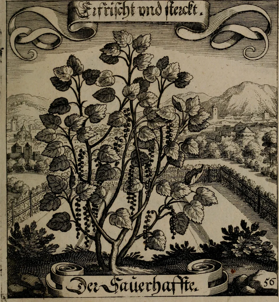 An illustration from Der Fruchtbringenden Geselschaft Nahmen, Vorhaben, Gemählde und Wörter : nach jedes Einnahme ordentlich in Kupfer gestochen, und in achtzeilige Reimgesetze verfasset, 1646, leaf 122