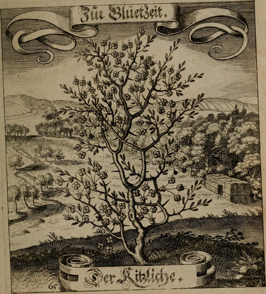 An illustration from Der Fruchtbringenden Geselschaft Nahmen, Vorhaben, Gemählde und Wörter : nach jedes Einnahme ordentlich in Kupfer gestochen, und in achtzeilige Reimgesetze verfasset, 1646, leaf 140