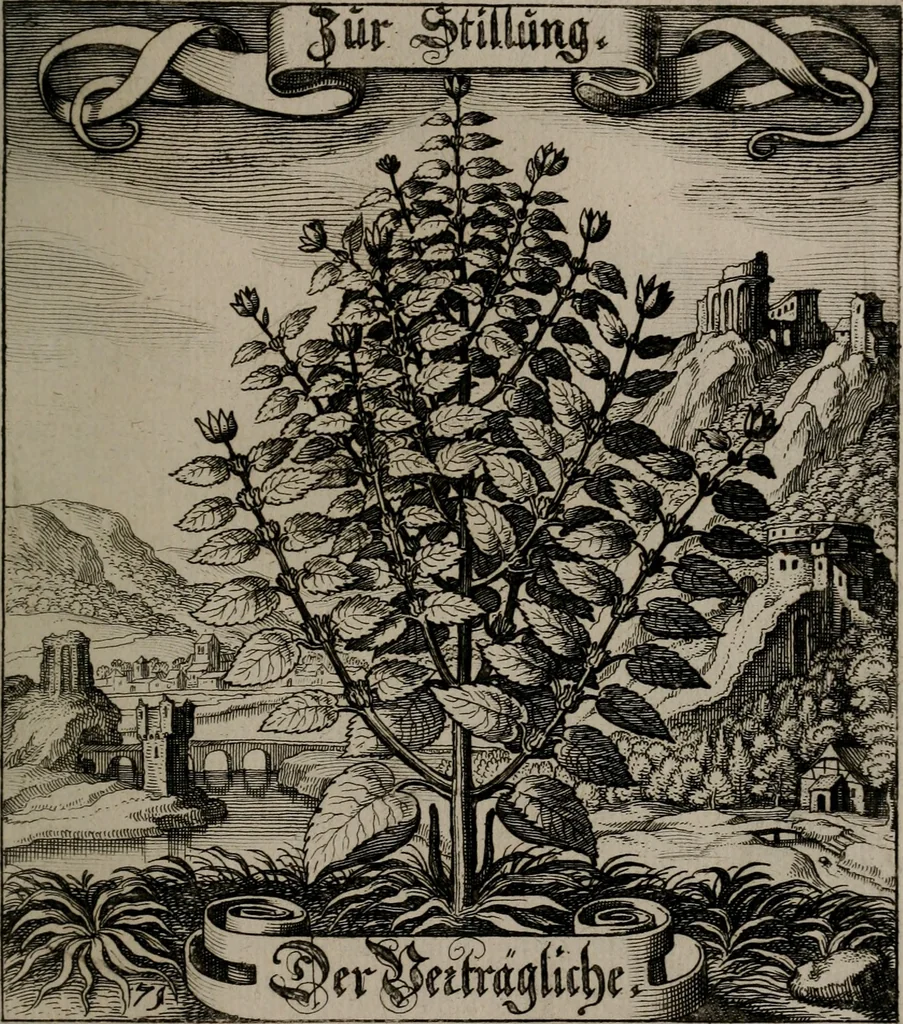 An illustration from Der Fruchtbringenden Geselschaft Nahmen, Vorhaben, Gemählde und Wörter : nach jedes Einnahme ordentlich in Kupfer gestochen, und in achtzeilige Reimgesetze verfasset, 1646, leaf 152
