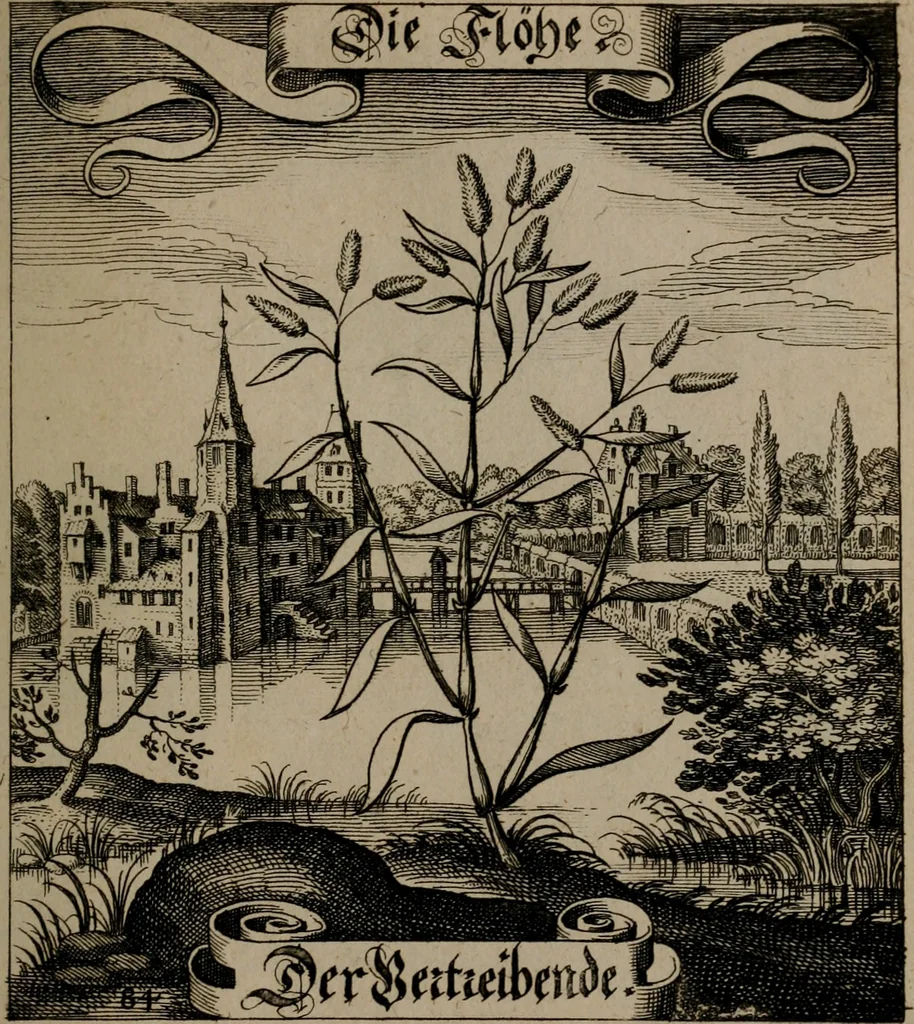 An illustration from Der Fruchtbringenden Geselschaft Nahmen, Vorhaben, Gemählde und Wörter : nach jedes Einnahme ordentlich in Kupfer gestochen, und in achtzeilige Reimgesetze verfasset, 1646, leaf 178