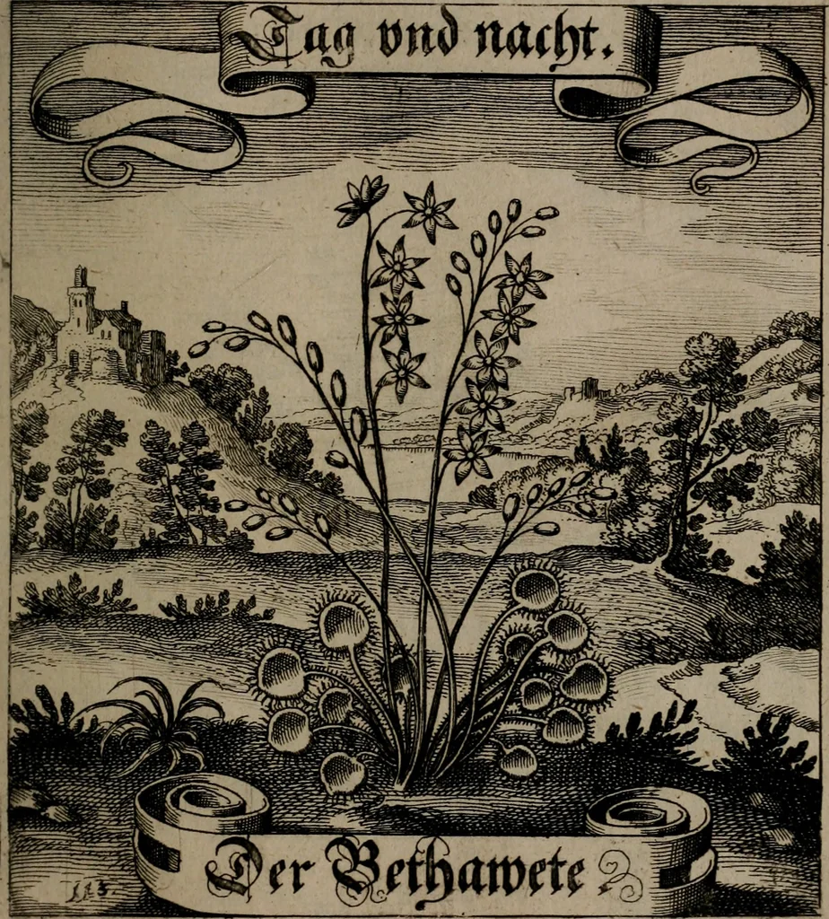 An illustration from Der Fruchtbringenden Geselschaft Nahmen, Vorhaben, Gemählde und Wörter : nach jedes Einnahme ordentlich in Kupfer gestochen, und in achtzeilige Reimgesetze verfasset, 1646, leaf 240