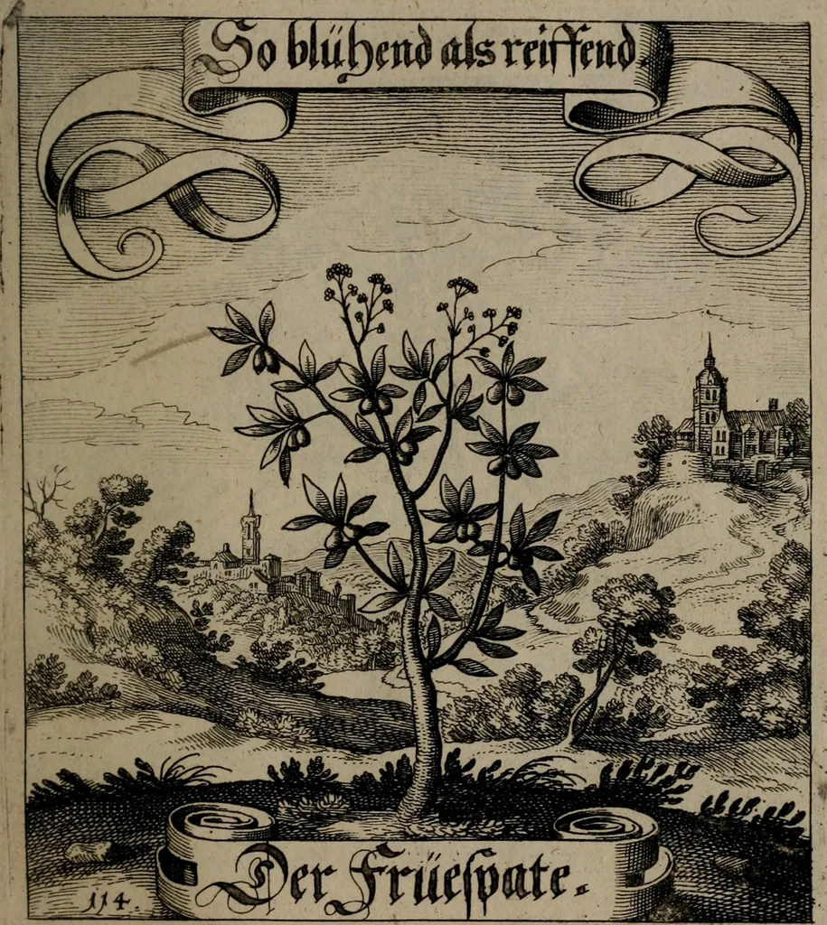 An illustration from Der Fruchtbringenden Geselschaft Nahmen, Vorhaben, Gemählde und Wörter : nach jedes Einnahme ordentlich in Kupfer gestochen, und in achtzeilige Reimgesetze verfasset, 1646, leaf 242