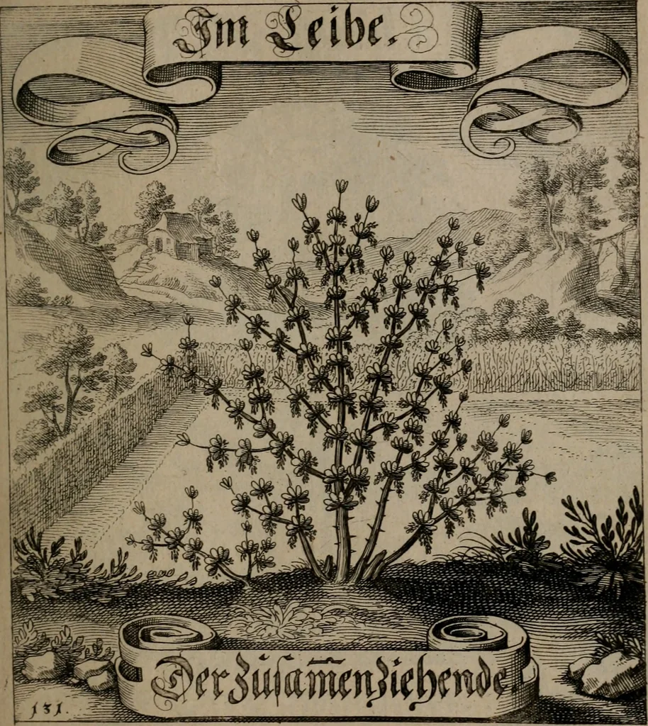 An illustration from Der Fruchtbringenden Geselschaft Nahmen, Vorhaben, Gemählde und Wörter : nach jedes Einnahme ordentlich in Kupfer gestochen, und in achtzeilige Reimgesetze verfasset, 1646, leaf 276