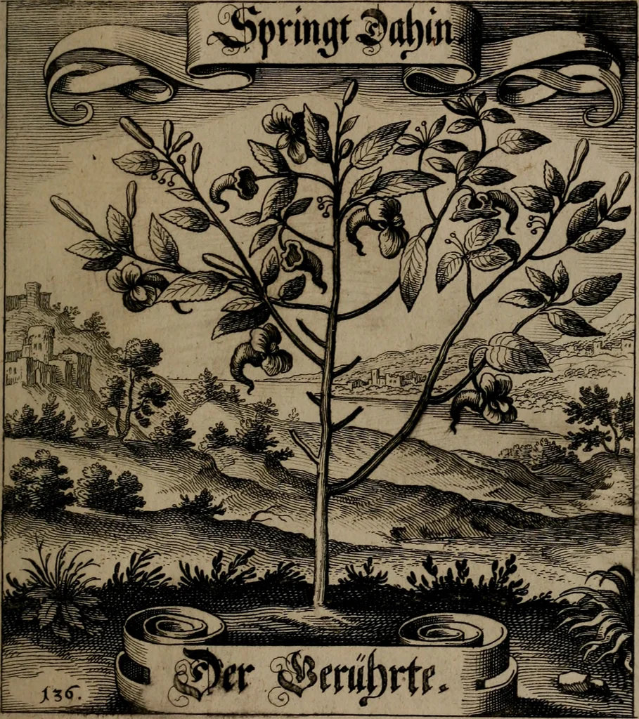 An illustration from Der Fruchtbringenden Geselschaft Nahmen, Vorhaben, Gemählde und Wörter : nach jedes Einnahme ordentlich in Kupfer gestochen, und in achtzeilige Reimgesetze verfasset, 1646, leaf 286