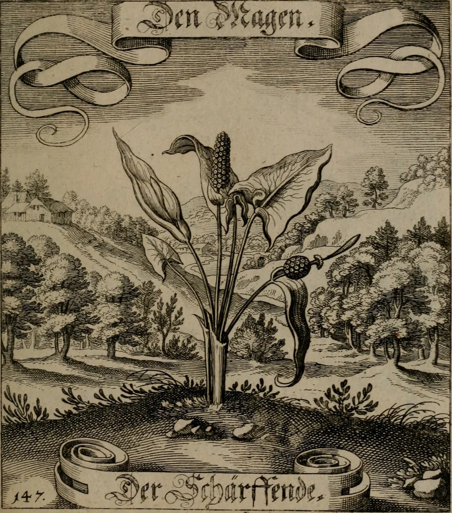 An illustration from Der Fruchtbringenden Geselschaft Nahmen, Vorhaben, Gemählde und Wörter : nach jedes Einnahme ordentlich in Kupfer gestochen, und in achtzeilige Reimgesetze verfasset, 1646, leaf 308