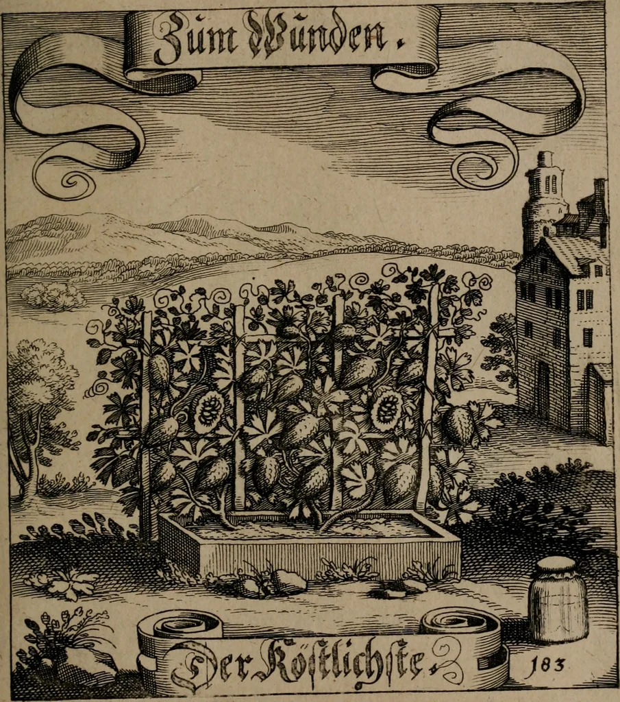 An illustration from Der Fruchtbringenden Geselschaft Nahmen, Vorhaben, Gemählde und Wörter : nach jedes Einnahme ordentlich in Kupfer gestochen, und in achtzeilige Reimgesetze verfasset, 1646, leaf 380