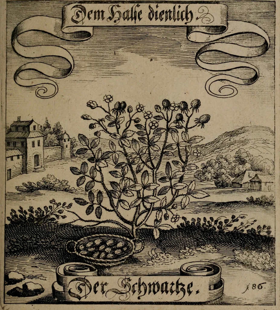 An illustration from Der Fruchtbringenden Geselschaft Nahmen, Vorhaben, Gemählde und Wörter : nach jedes Einnahme ordentlich in Kupfer gestochen, und in achtzeilige Reimgesetze verfasset, 1646, leaf 386