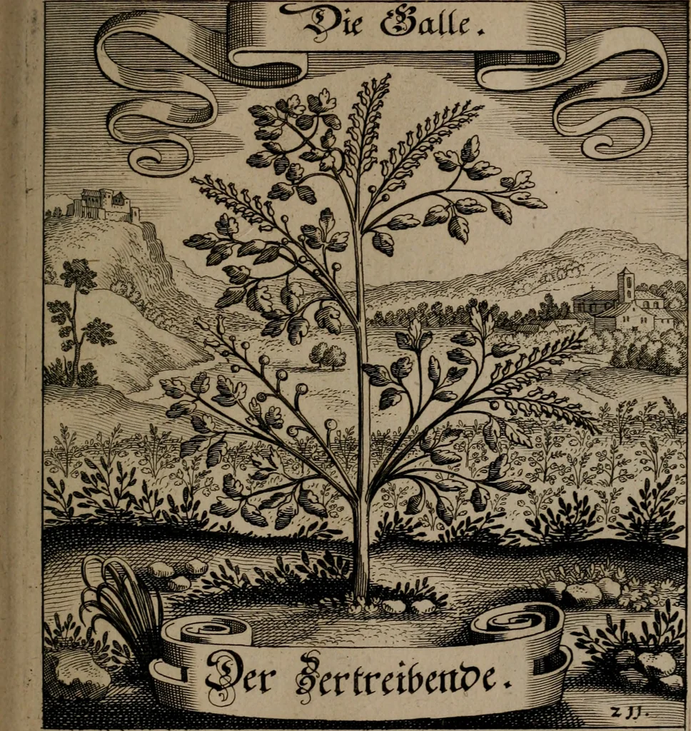 An illustration from Der Fruchtbringenden Geselschaft Nahmen, Vorhaben, Gemählde und Wörter : nach jedes Einnahme ordentlich in Kupfer gestochen, und in achtzeilige Reimgesetze verfasset, 1646, leaf 440