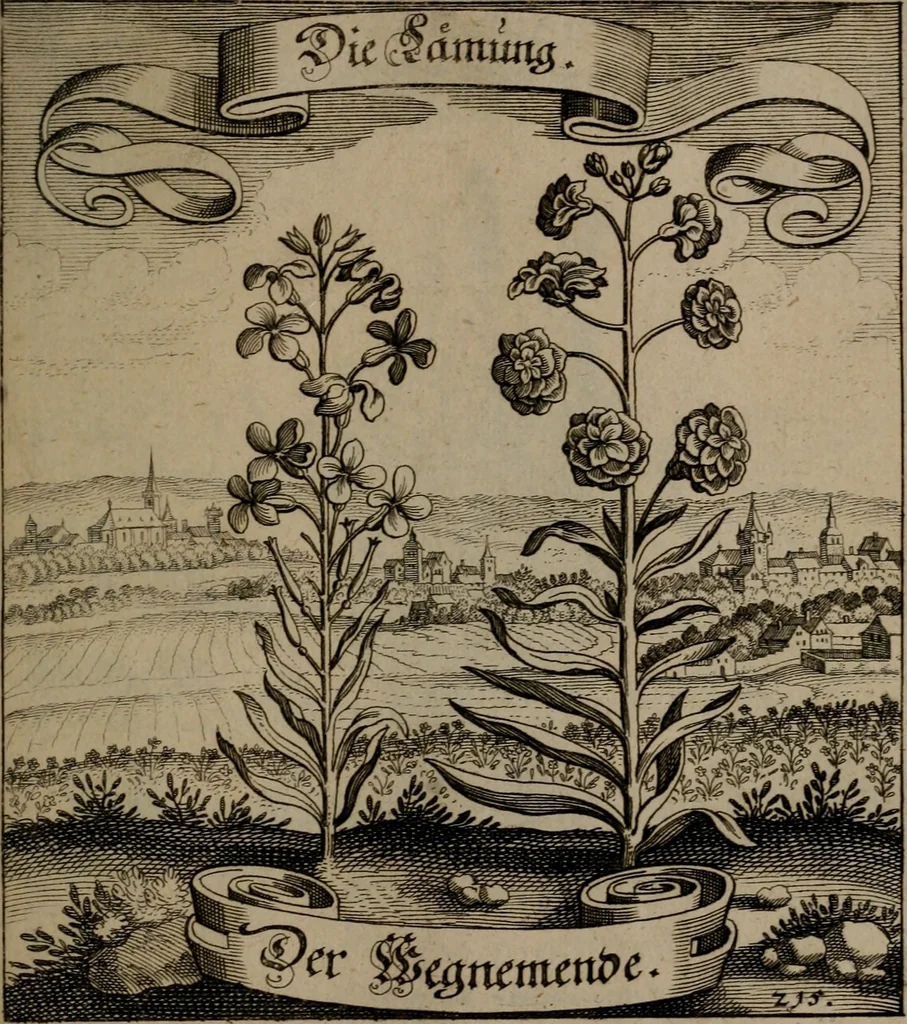 An illustration from Der Fruchtbringenden Geselschaft Nahmen, Vorhaben, Gemählde und Wörter : nach jedes Einnahme ordentlich in Kupfer gestochen, und in achtzeilige Reimgesetze verfasset, 1646, leaf 448
