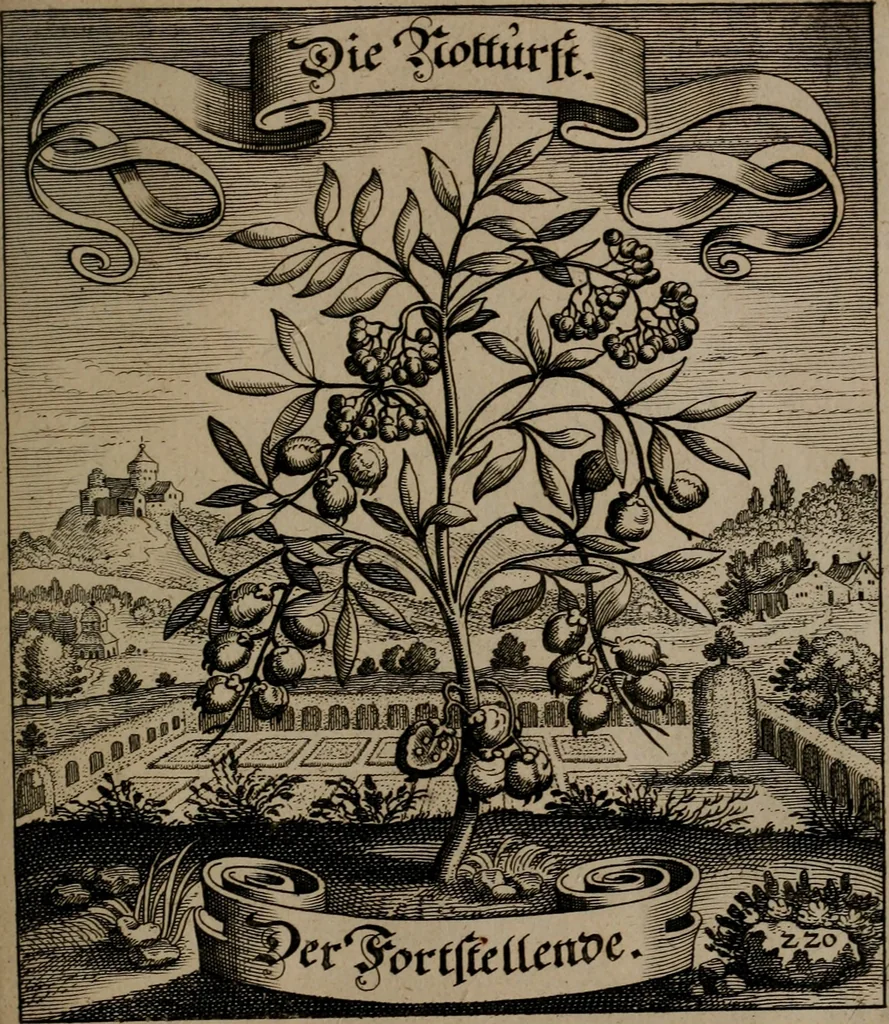 An illustration from Der Fruchtbringenden Geselschaft Nahmen, Vorhaben, Gemählde und Wörter : nach jedes Einnahme ordentlich in Kupfer gestochen, und in achtzeilige Reimgesetze verfasset, 1646, leaf 458