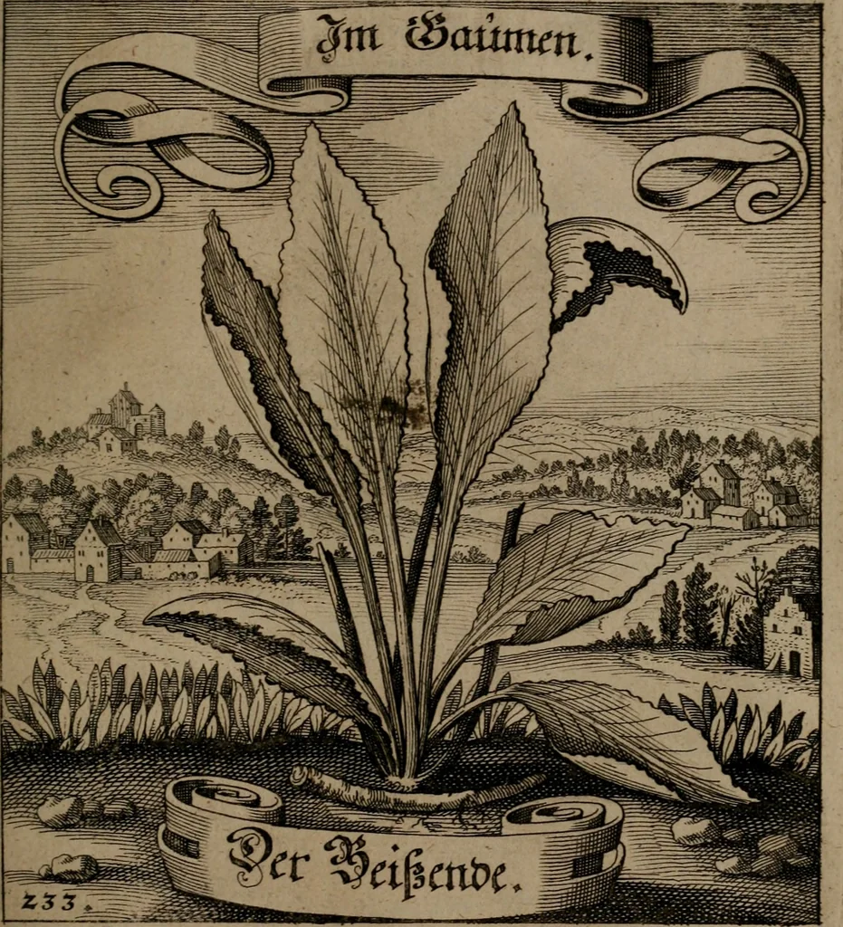 An illustration from Der Fruchtbringenden Geselschaft Nahmen, Vorhaben, Gemählde und Wörter : nach jedes Einnahme ordentlich in Kupfer gestochen, und in achtzeilige Reimgesetze verfasset, 1646, leaf 484