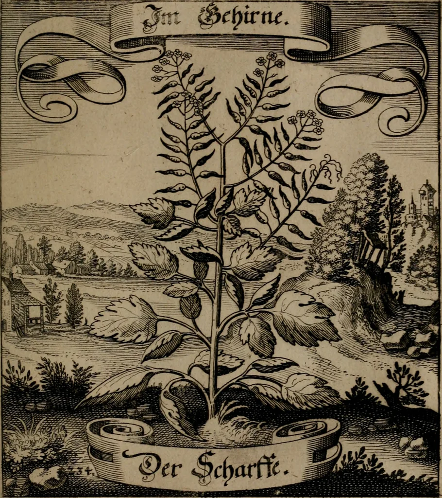 An illustration from Der Fruchtbringenden Geselschaft Nahmen, Vorhaben, Gemählde und Wörter : nach jedes Einnahme ordentlich in Kupfer gestochen, und in achtzeilige Reimgesetze verfasset, 1646, leaf 486